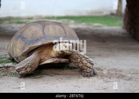 Une grande tortue terrestre marchant sur le sol. Banque D'Images