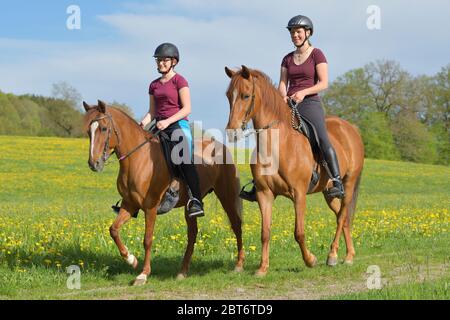 Pirater les chevaux Paso Fino au printemps Banque D'Images