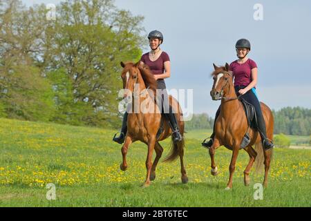 Pirater les chevaux Paso Fino au printemps Banque D'Images