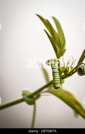 Tourbillon de fleurs de passion, plante grimpant très près sur fond clair Banque D'Images