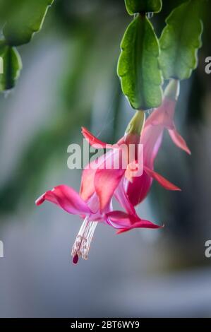 Noël rose vif et blanc Cactus fleurs macro, Schlumbergera truncata Banque D'Images