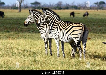 Zebra dans la savane dans le parc national de Savuti Botswana Banque D'Images