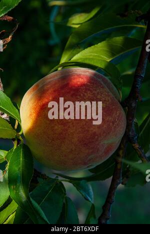 gros fruit de pêche à l'ombre - gros pêche à l'ombre sur l'arbre - gros plan Banque D'Images