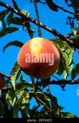 pêche juteuse contre le ciel dans les feuilles - gros fruit de pêche sur l'arbre contre le ciel Banque D'Images