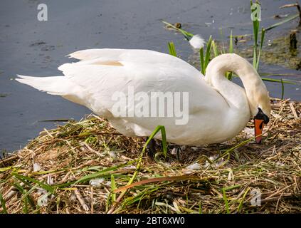 Femme mute cygne, Cygnus olor, revenant sur les oeufs au nid, Lothian est, Écosse, Royaume-Uni Banque D'Images