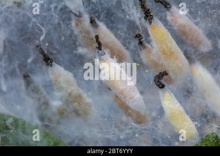 Chenilles de la mote d'Ermine dans le stade de la pupe, cocon, de leur cycle de vie de métamorphose Banque D'Images