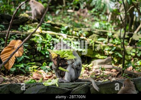 Gros plan sur la macaque de singe avec un petit bébé suspendu sur le ventre. Mère mangeant du maïs. Bali Banque D'Images