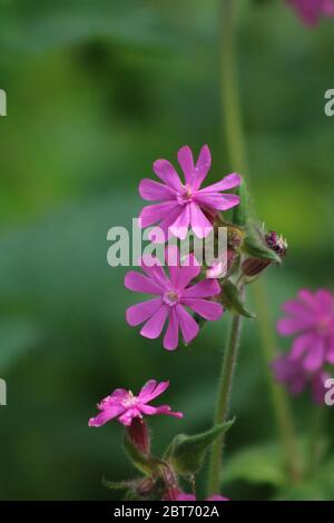 Gros plan de la fleur rouge de campion Banque D'Images