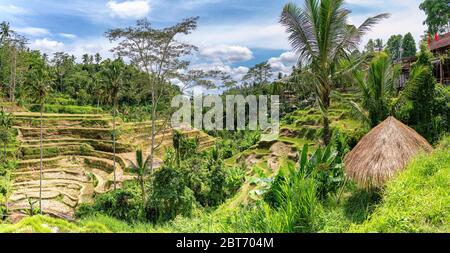 Vue panoramique sur la vallée tropicale avec riz jaune séché terrasses étagées après la récolte d'automne, beaucoup de palmiers - hiver, saison de pluie. Banque D'Images