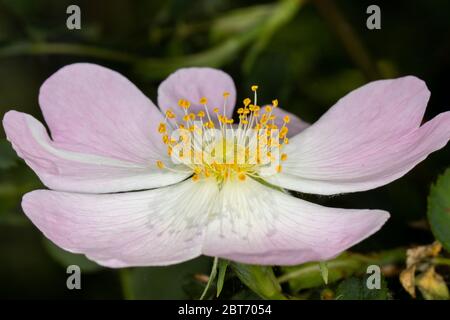 Gros plan de la belle rose sauvage avec des pétales blancs roses et des tiges recouvertes de pollen jaune Banque D'Images