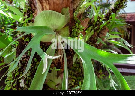 Gros plan d'une fougères staghorn, Platycerium, tropical Elkhorn a grandi sur la branche d'arbre dans la forêt tropicale tropicale, plante parasite sur un arbre à Bali, Indone Banque D'Images