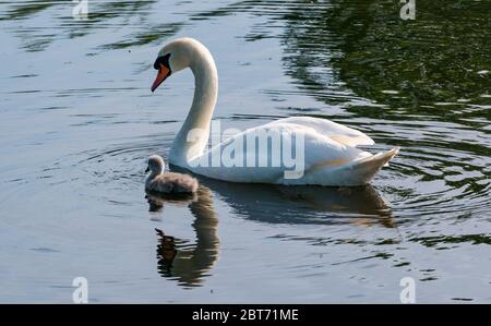 Mute Swan, Cygnus olor, avec cygnet nage dans un réservoir avec réflexion dans l'eau, Lothian oriental, Écosse, Royaume-Uni Banque D'Images