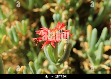 Gros plan une petite abeille collectant le nectar sur la fleur rouge vif de Karkalla Banque D'Images