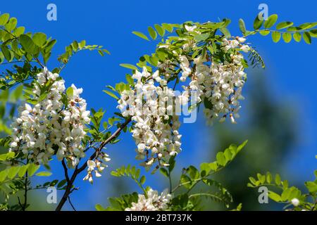 Une branche avec des fleurs de Robinia pseudoacacia, communément connue dans son territoire natal comme le criquet noir Banque D'Images