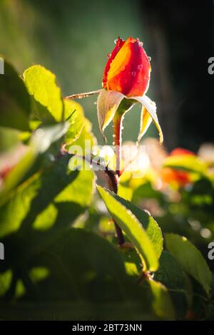 Un bouton de rose avec des gouttes d'eau sous le soleil de la fin de la soirée Banque D'Images
