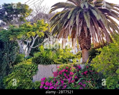 Magnifique jardin sud-africain avec palmiers à Claremont, le Cap. Banque D'Images