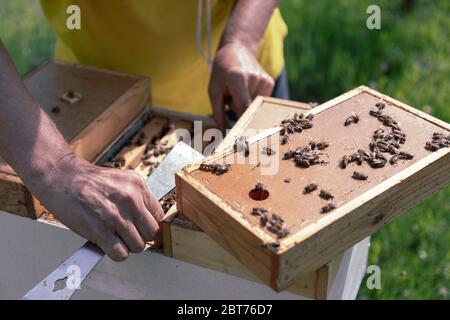 Belgrade, Serbie - gros plan d'un apiculteur travaillant sur une ruche à la ferme de miel Banque D'Images