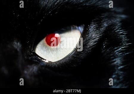 Gros plan de chat noir avec œil rouge Banque D'Images
