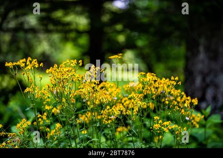 Gros plan de nombreuses fleurs sauvages d'aster doré dans l'histoire de la forêt sentier de nature dans Shenandoah Blue Ridge appalaches montagnes avec bokeh flou Banque D'Images