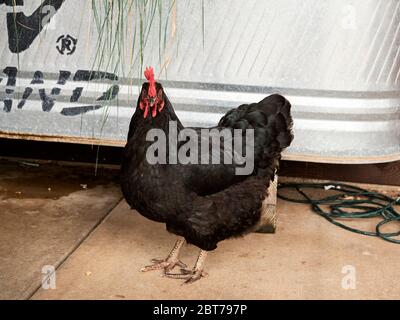 Rôti d'australorpe noir ou poulet mâle avec un peigne rouge. Banque D'Images