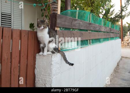 chat Banque D'Images