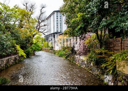 Kyoto, Japon Gion quartier avec cerisiers en fleurs sakura arbres fleurs dans le jardin de printemps parc le long de la rivière Shirakawa sans personne Banque D'Images