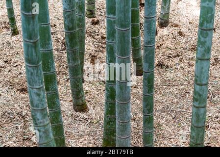 Kyoto, Japon Arashiyama Sagano Bamboo grove parc forestier le jour du printemps avec une fermeture de nombreuses tiges sur terre Banque D'Images