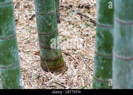 Kyoto, Japon célèbre Arashiyama Sagano bambou grove parc forestier le jour du printemps avec la proximité des tiges sur le sol Banque D'Images