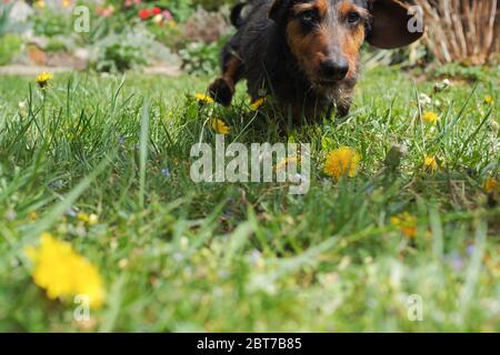 Petit chien dans le jardin Banque D'Images