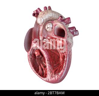 Coupe transversale du cœur humain, avec structure interne détaillée. Gros plan sur fond blanc. Banque D'Images