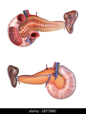 Anatomie pancréas humain et section transversale du duodénum. Vues avant et arrière. illustration 3d sur fond blanc. Banque D'Images