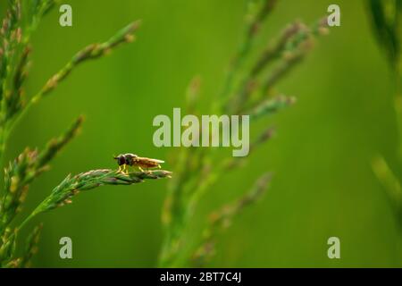 Un petit insecte sur une lame d'herbe sur un fond vert d'une belle prairie. Banque D'Images