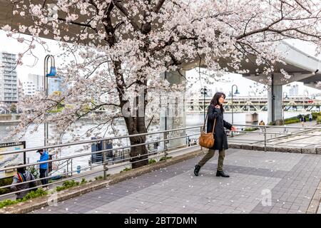 Tokyo, Japon - 30 mars 2019 : parc sumida dans le quartier d'Asakusa avec une femme qui marche pour prendre des photos par des cerisiers en fleurs roses dans le centre-ville Banque D'Images