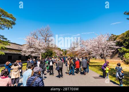 Tokyo, Japon - 1er avril 2019 : parc national du palais impérial avec de nombreuses personnes prenant des photos de fleurs de cerisier sakura Banque D'Images