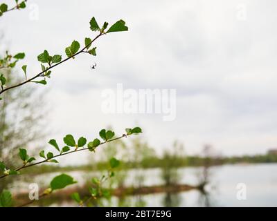 Gros plan de l'araignée sauteuse Platycryptus californicus sur une branche. Photographié à Delta, Colombie-Britannique, Canada Banque D'Images