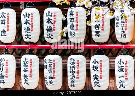 Kyoto, Japon - 10 avril 2019 : jardin du sanctuaire Hirano Jinja shinto avec de nombreuses lumières en papier rangées de fleurs de cerisier Banque D'Images