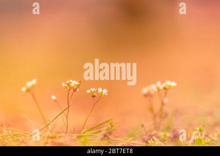 Petites fleurs au printemps matin. Couleurs pastel douces sur fond de jardin flou Banque D'Images