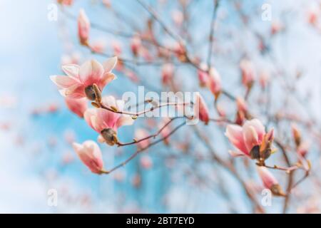 Branche d'arbre avec fleurs de magnolia. Bourgeon de fleur de Magnolia au début du printemps. Le début de la floraison du magnolia. Magnolia au début du printemps Banque D'Images