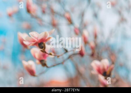 Branche d'arbre avec fleurs de magnolia. Bourgeon de fleur de Magnolia au début du printemps. Le début de la floraison du magnolia. Magnolia au début du printemps Banque D'Images