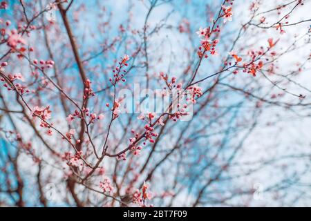 Cerisiers en fleurs roses sur un arbre de printemps, branches avec fond de ciel de bur. Nature de printemps floue Banque D'Images