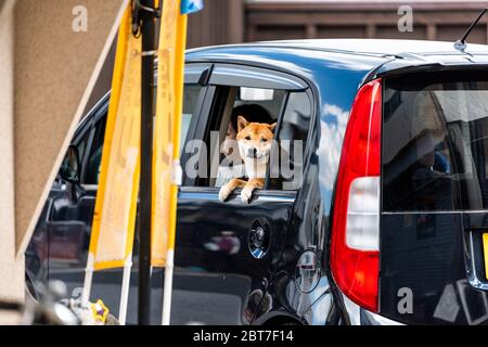 Uji, Japon - 14 avril 2019 : village traditionnel avec rue routière et chien japonais Akita, vue par la fenêtre de voiture Banque D'Images