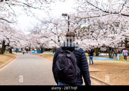 Tokyo, Japon Parc Yoyogi avec l'arrière d'une personne homme touristique marchant sur la route chemin de rue par les fleurs sakura rose blanc cerisier fleurs arbres Banque D'Images