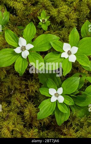 Baie de Bunchberry occidentale, Cornus unalaschkensis, sur un lit de mousse près du sentier Upper Dungeness Trail, le long de la rivière Dungeness, dans la forêt nationale olympique, Olymp Banque D'Images