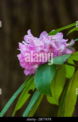 Rhododendron du Pacifique, Rhododendron macrophyllum, en fleur le long du sentier Upper Dungeness Trail près de la rivière Dungeness dans la forêt nationale olympique, lavage Banque D'Images