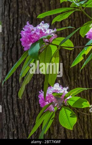 Rhododendron du Pacifique, Rhododendron macrophyllum, en fleur le long du sentier Upper Dungeness Trail près de la rivière Dungeness dans la forêt nationale olympique, lavage Banque D'Images