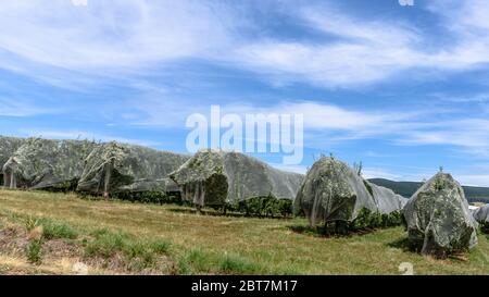 Rangées de pommiers couvert de filet dans Batlow, Australie Banque D'Images
