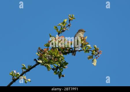 Chifftpaille (Phylloscopus collybita) perchée au sommet d'un arbre, Hampshire, Royaume-Uni Banque D'Images