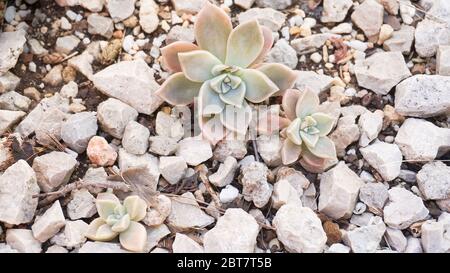 Jeunes plantes succulentes poussant sur des pierres dans la nature gros plan Banque D'Images