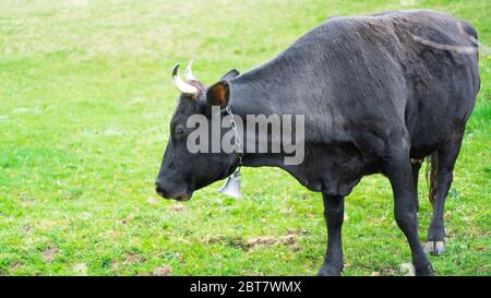 La vache noire tombe sur les champs verts. Vache de campagne en jour de pluie. Vache sur la prairie. Gros plan. Banque D'Images