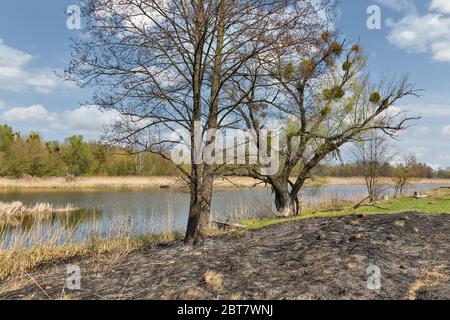 Herbe brûlée par la rive de Ros au début du printemps, en Ukraine Banque D'Images